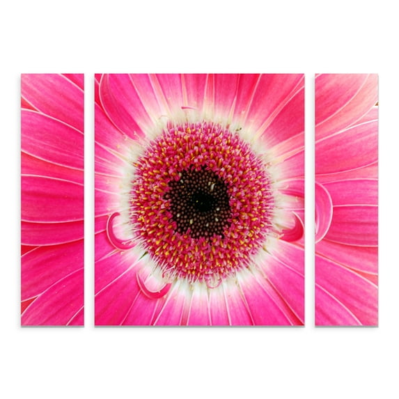 Trademark Fine Art 'Pink Gerber' Canvas Art by Kurt Shaffer