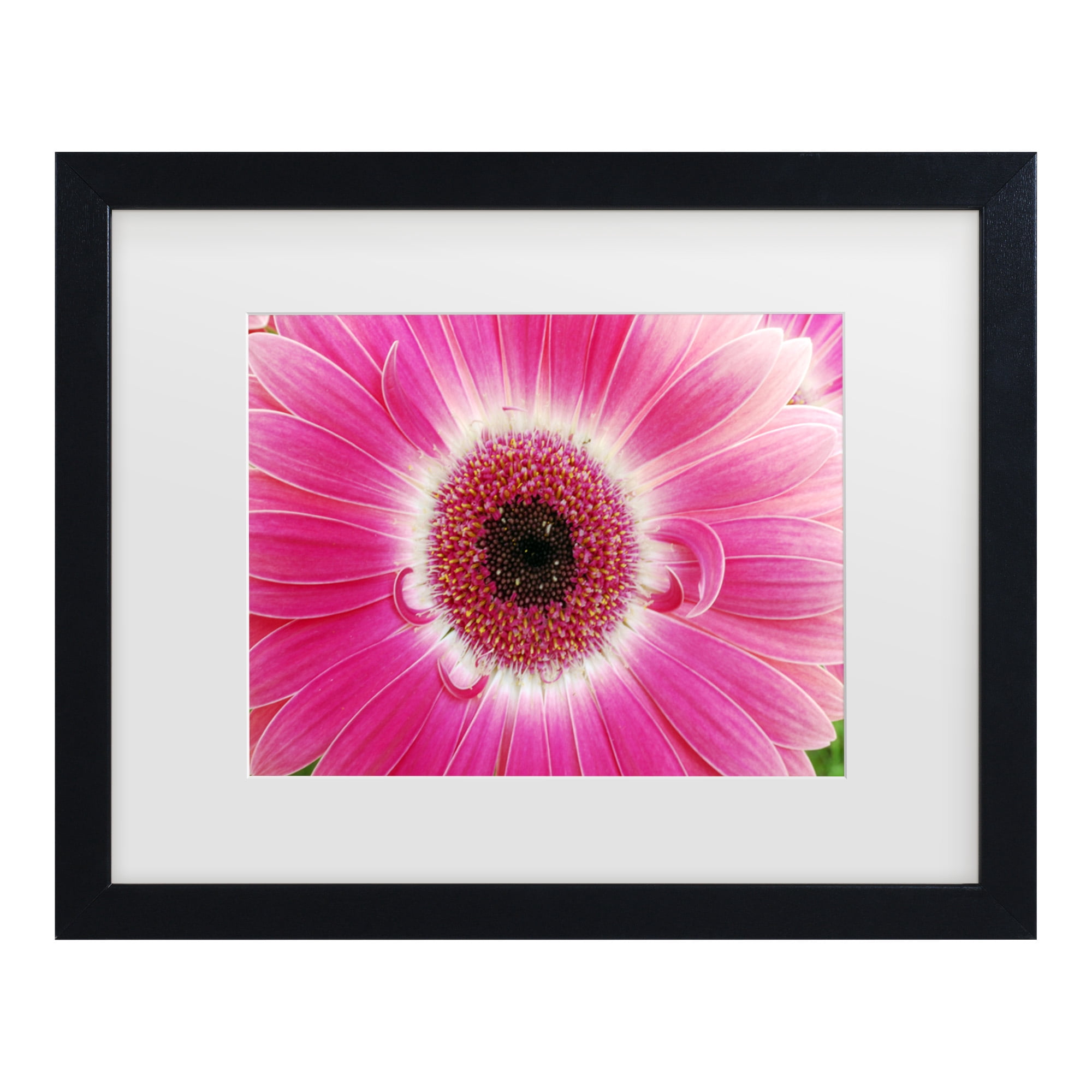 Trademark Fine Art 'Pink Gerber' Canvas Art by Kurt Shaffer