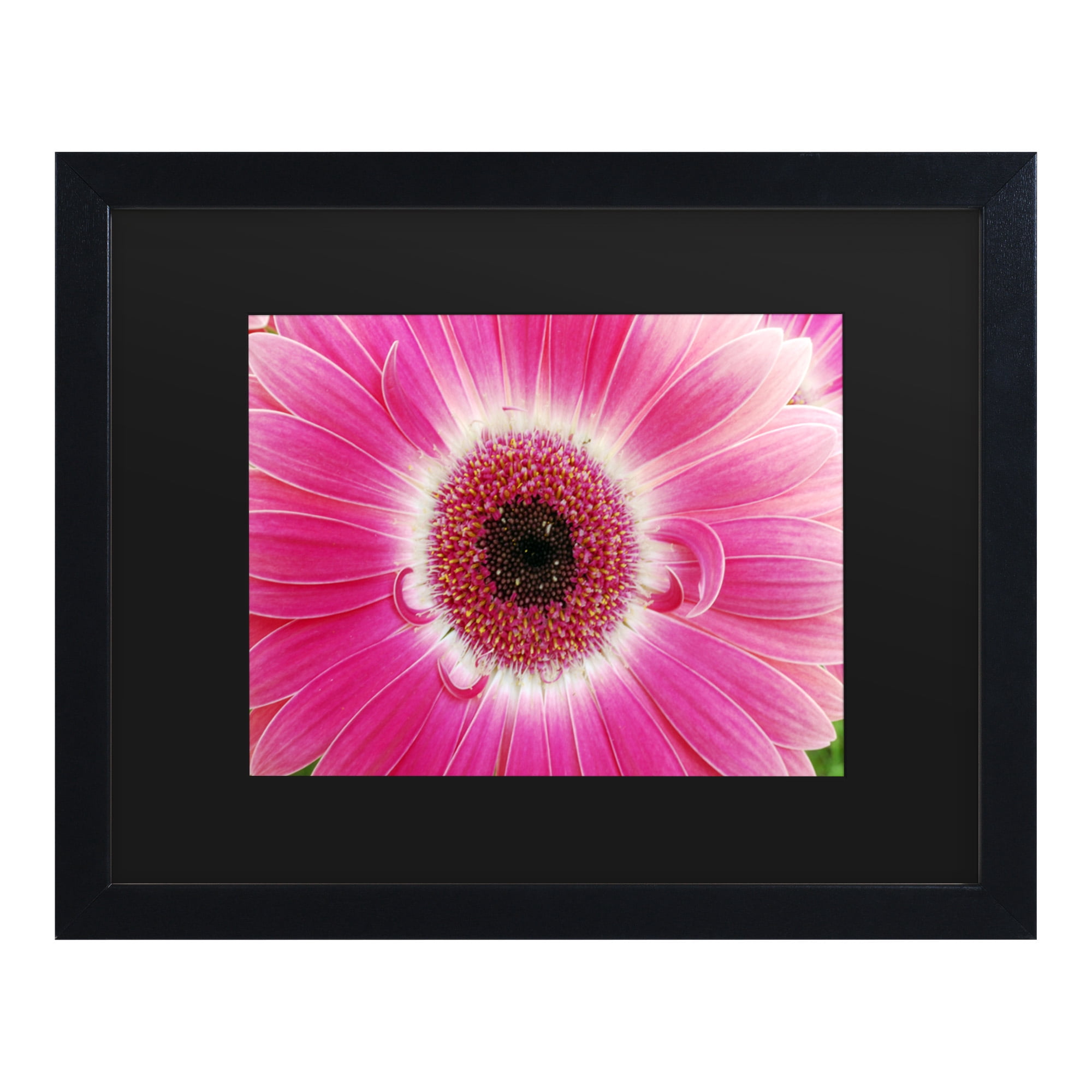 Trademark Fine Art 'Pink Gerber' Canvas Art by Kurt Shaffer