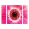 thumbnail image 1 of Trademark Fine Art 'Pink Gerber' Canvas Art by Kurt Shaffer, 1 of 4
