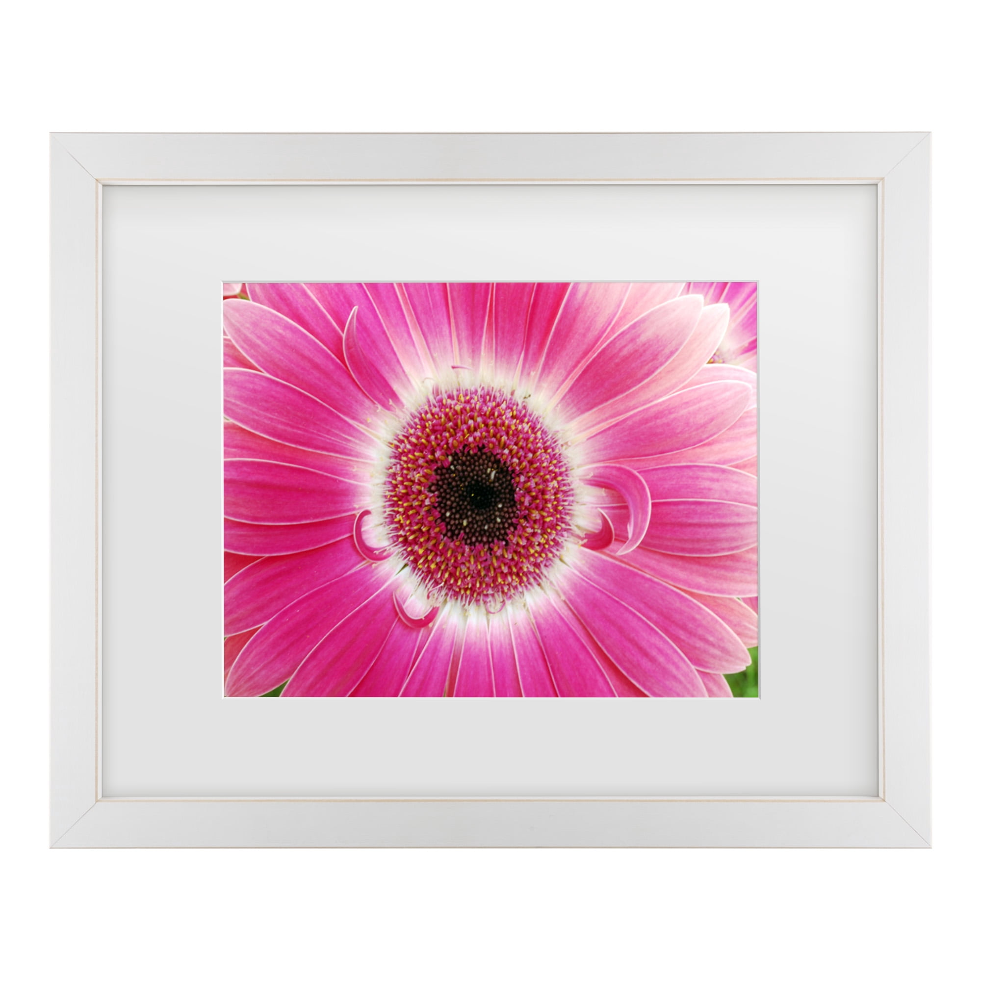 Trademark Fine Art 'Pink Gerber' Canvas Art by Kurt Shaffer