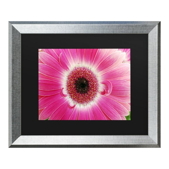 Trademark Fine Art 'Pink Gerber' Canvas Art by Kurt Shaffer