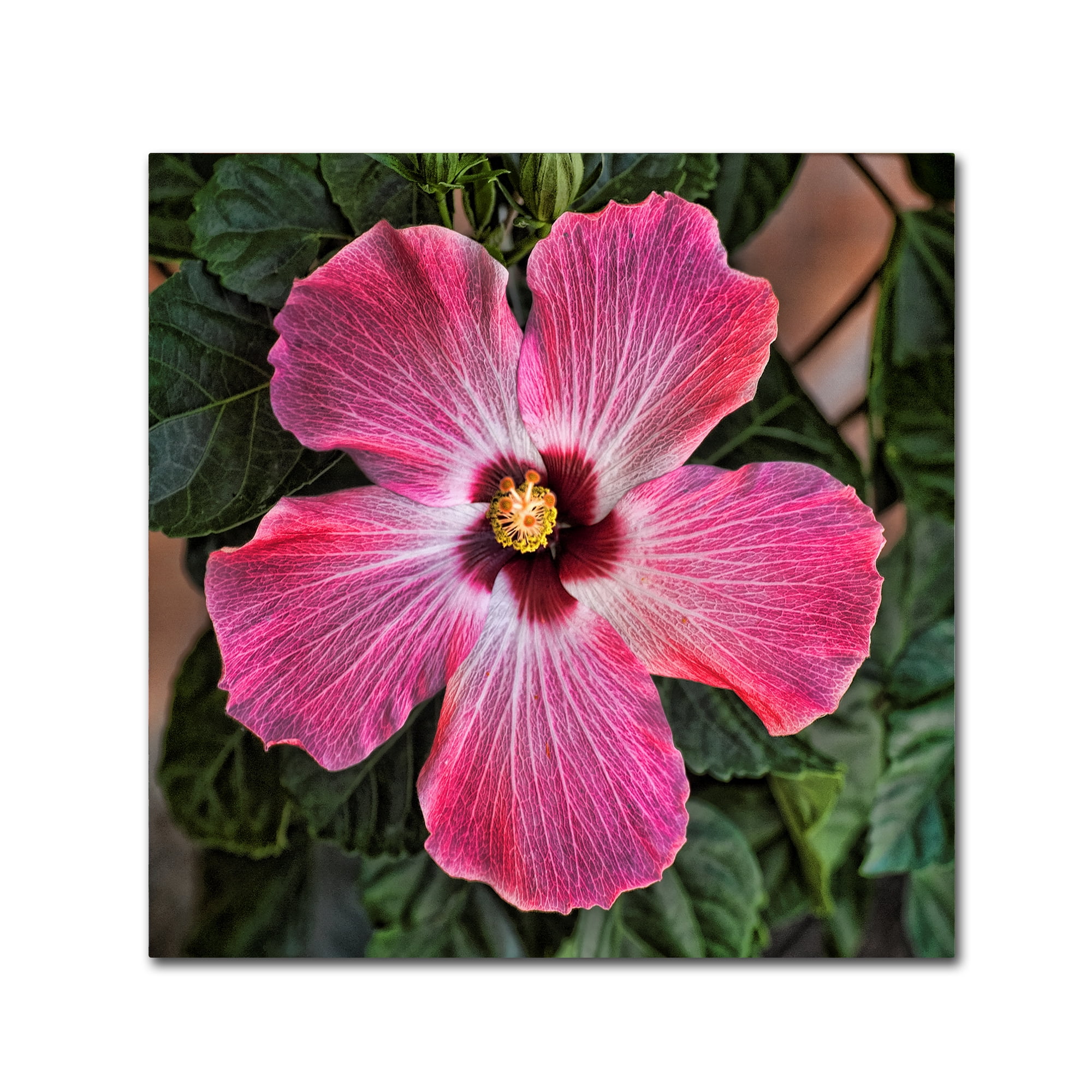 Pink Hibiscus Floral Canvas Art in 24" x 24"