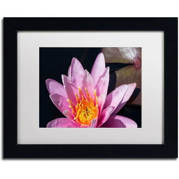 Trademark Fine Art "Pink Lotus" Canvas Art by Kurt Shaffer White Matte, Black Frame