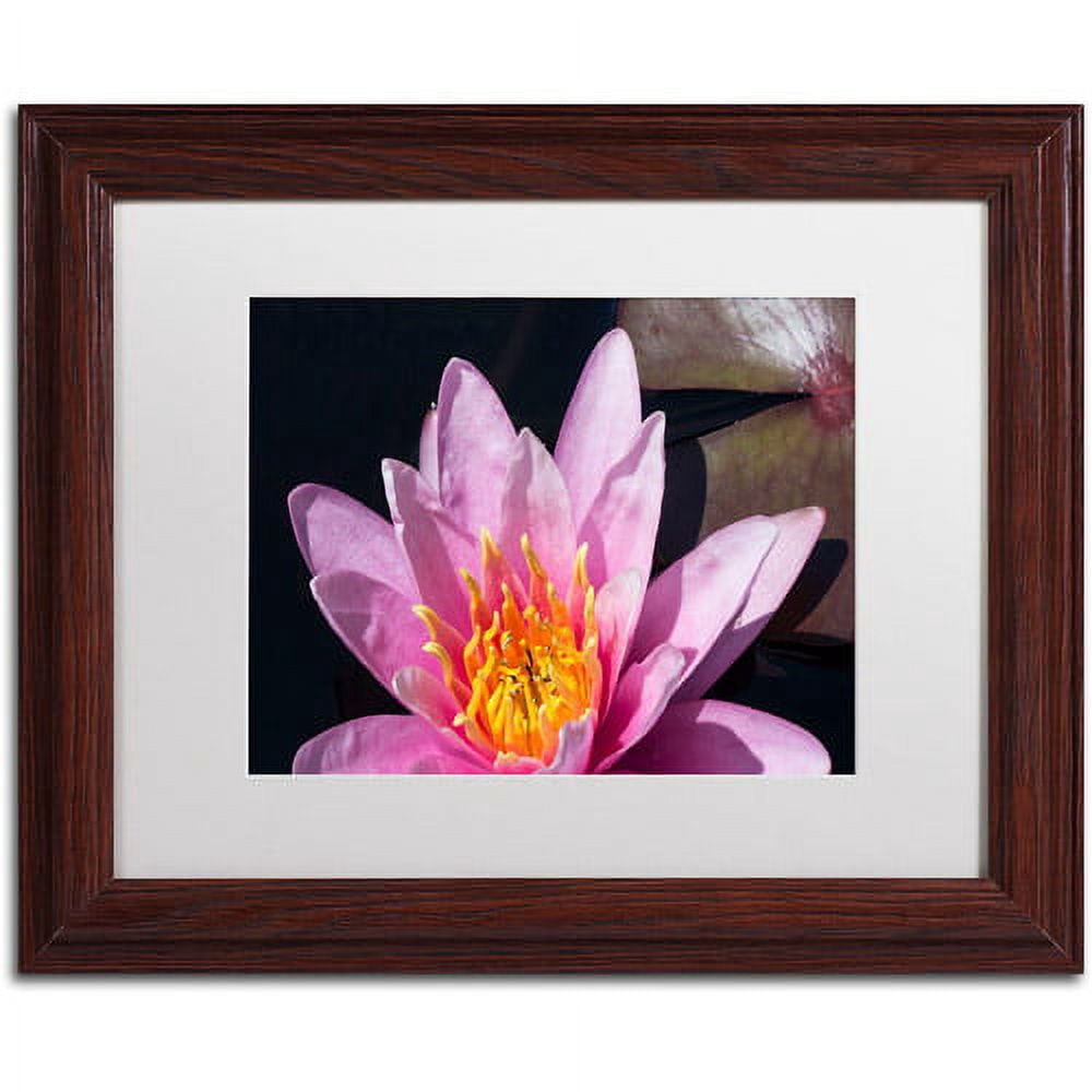 Trademark Fine Art "Pink Lotus" Canvas Art by Kurt Shaffer White Matte, Wood Frame