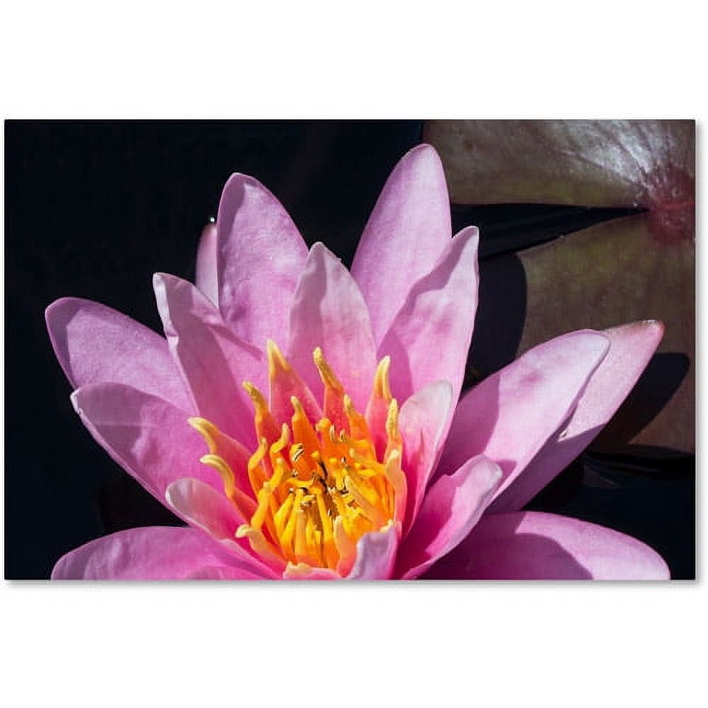 Trademark Fine Art "Pink Lotus" Canvas Art by Kurt Shaffer