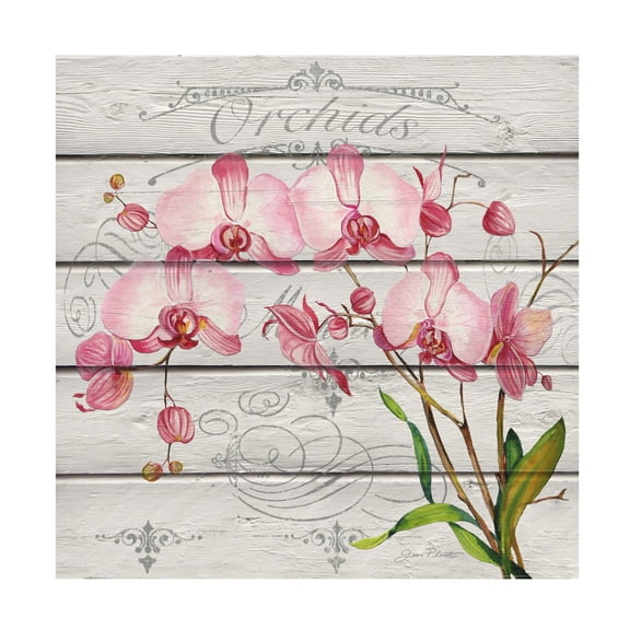 Trademark Fine Art 'Pink Orchids' Canvas Art by Jean Plout