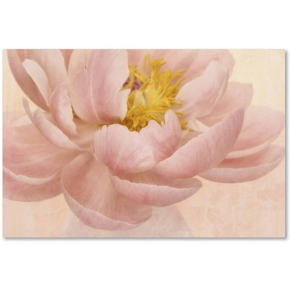 Trademark Fine Art 'Pink Peony' Canvas Art by Cora Niele