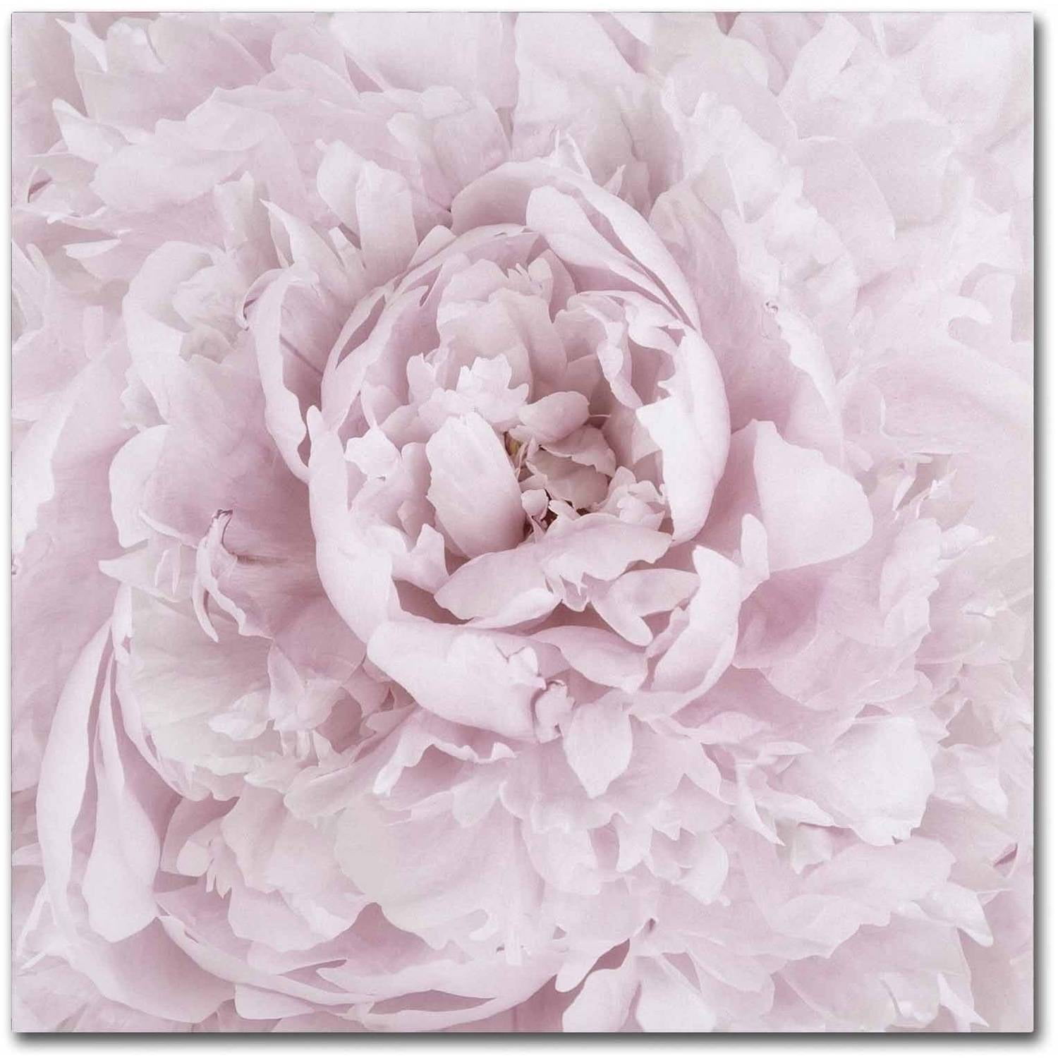 Trademark Fine Art 'Pink Peony Flower' Canvas Art by Cora Niele