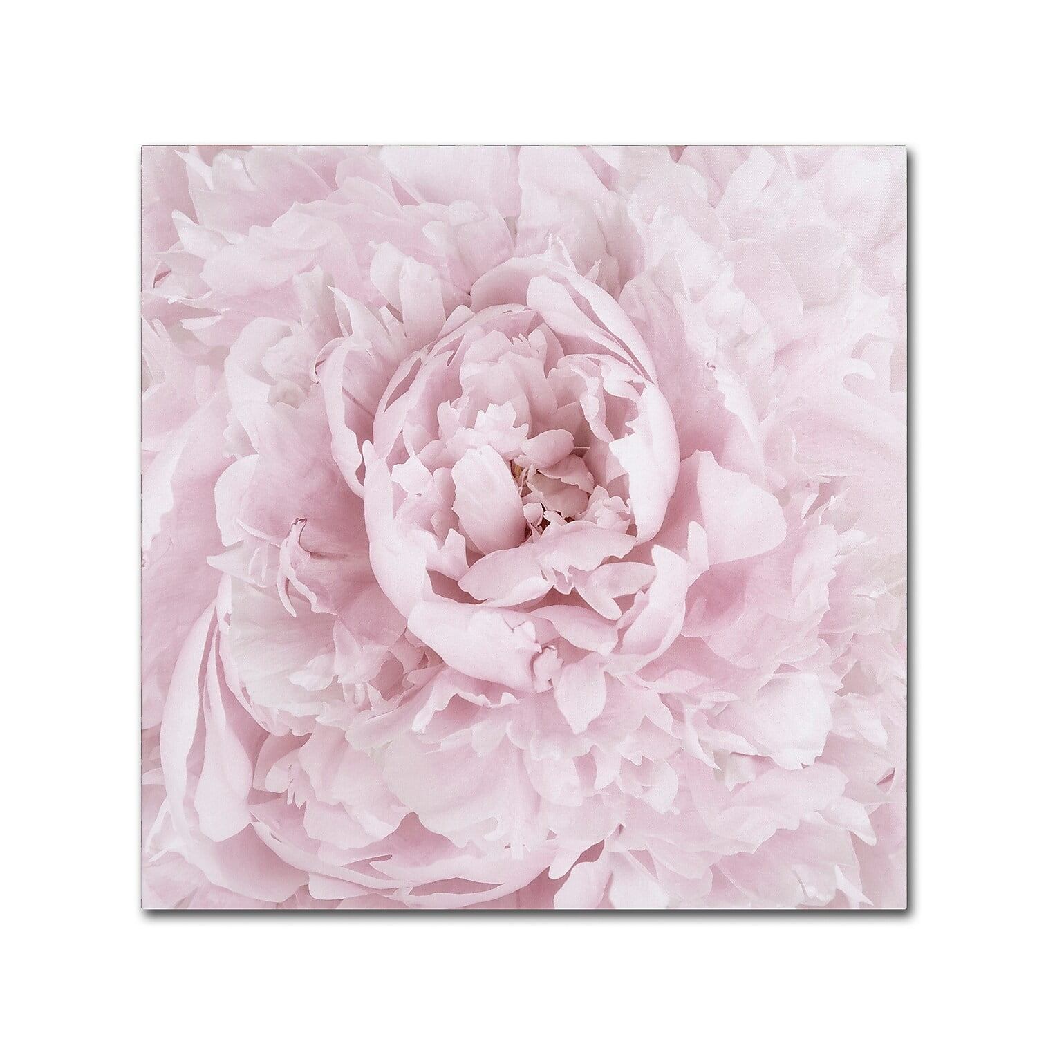 Trademark Fine Art 'Pink Peony Flower' Canvas Art by Cora Niele