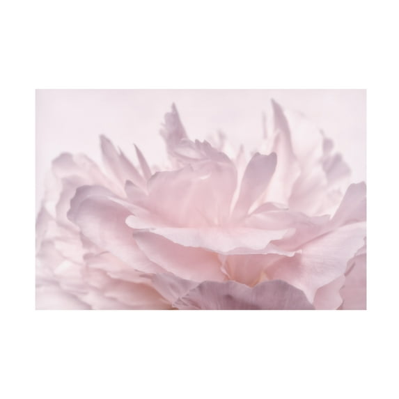 Trademark Fine Art 'Pink Peony Petals III' Canvas Art by Cora Niele