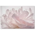 thumbnail image 1 of Trademark Fine Art 'Pink Peony Petals V' Canvas Art by Cora Niele, 1 of 4