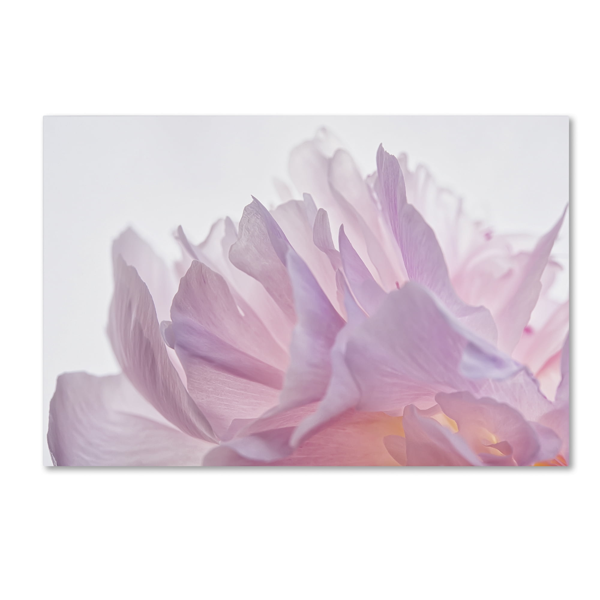 Trademark Fine Art 'Pink Peony Petals VI' Canvas Art by Cora Niele