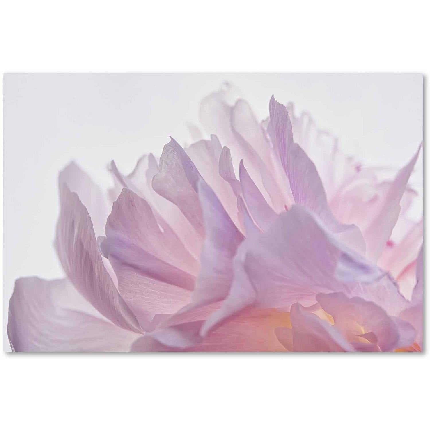 Trademark Fine Art 'Pink Peony Petals VI' Canvas Art by Cora Niele