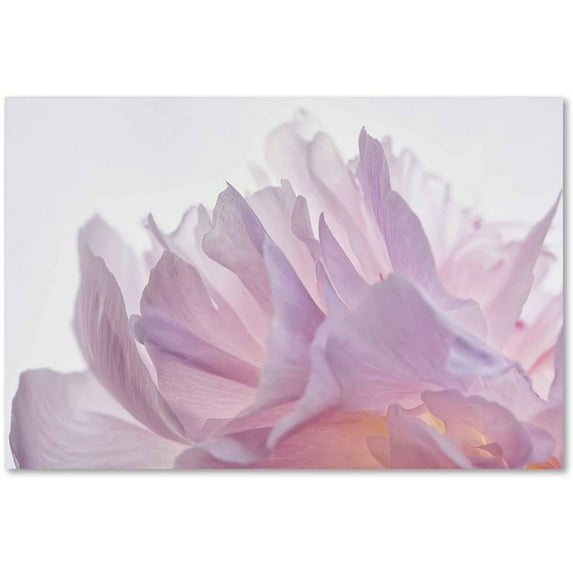 Trademark Fine Art 'Pink Peony Petals VI' Canvas Art by Cora Niele