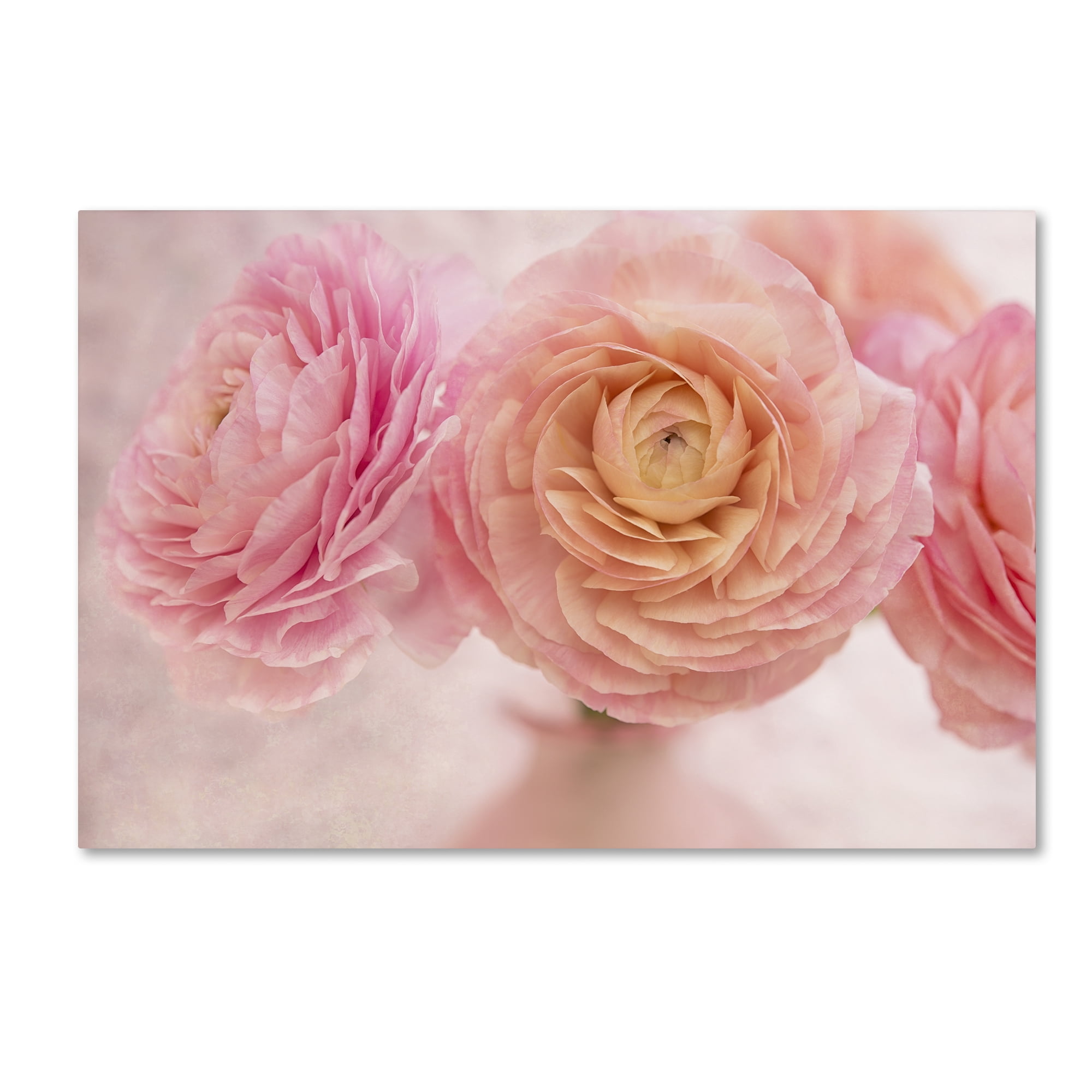 Trademark Fine Art 'Pink Persian Buttercup Bouquet' Canvas Art by Cora Niele