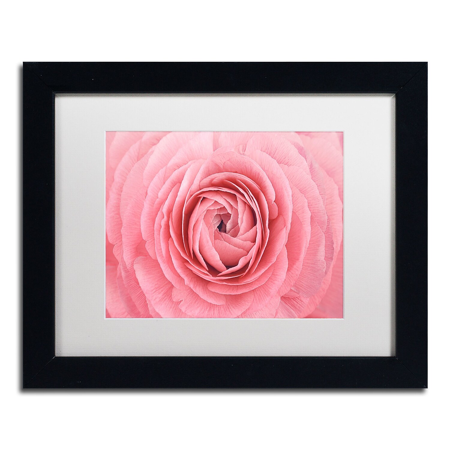 Trademark Fine Art 'Pink Persian Buttercup Flower' Canvas Art by Cora Niele, White Matte, Black Frame