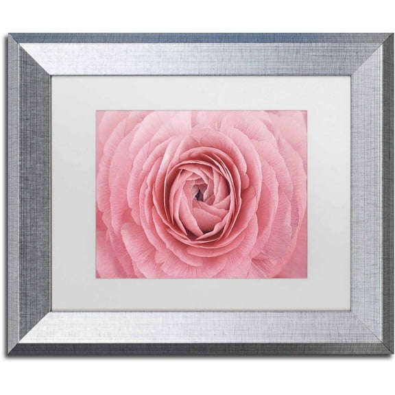 Trademark Fine Art 'Pink Persian Buttercup Flower' Canvas Art by Cora Niele, White Matte, Silver Frame