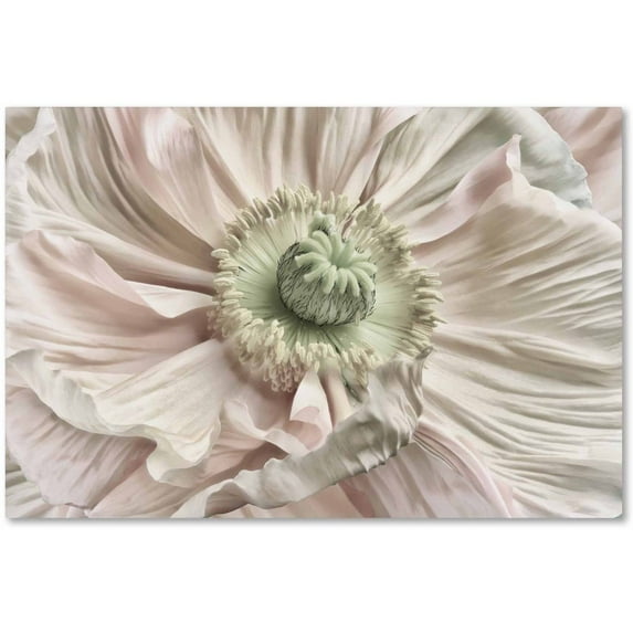 Trademark Fine Art 'Pink Poppy' Canvas Art by Cora Niele