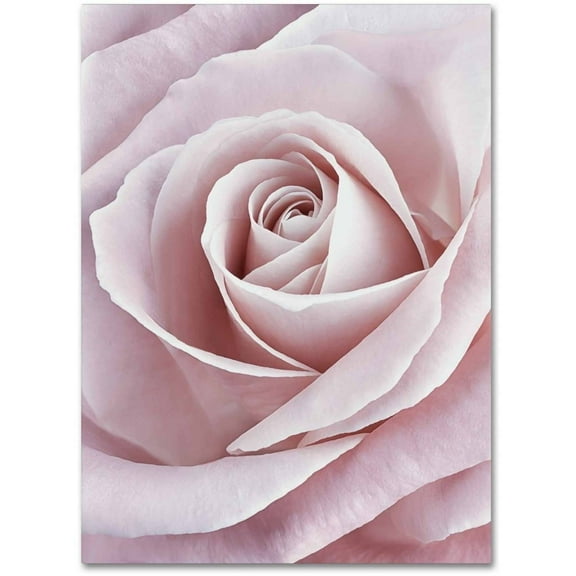 Trademark Fine Art Cora Niele Pink Rose Canvas Wall Art - 18x24