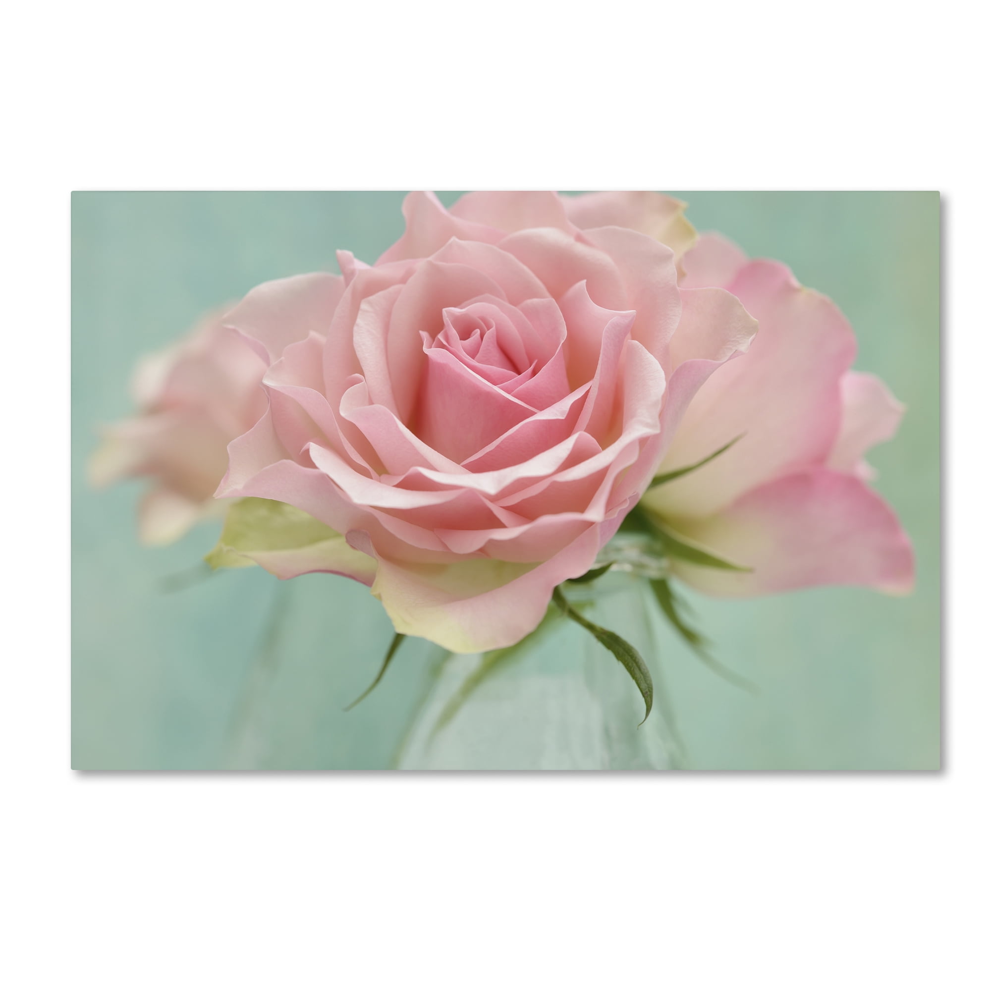 Trademark Fine Art 'Pink Roses' Canvas Art by Cora Niele