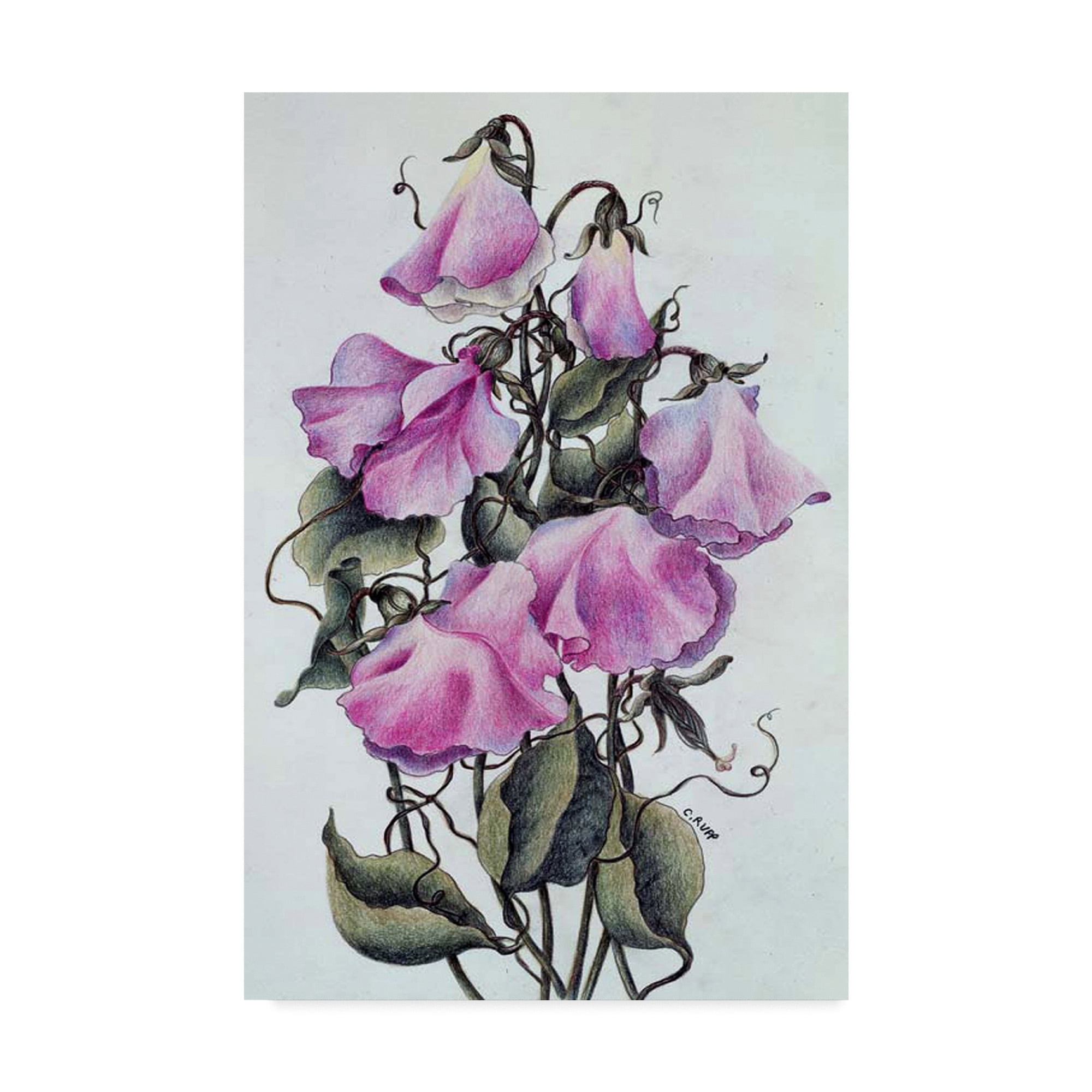Trademark Fine Art 'Pink Sweet Pea' Canvas Art by Carol J Rupp