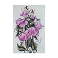 thumbnail image 1 of Trademark Fine Art 'Pink Sweet Pea' Canvas Art by Carol J Rupp, 1 of 3