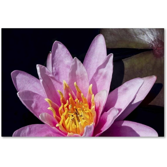 Trademark Fine Art "Pink Water Lily" Canvas Art by Kurt Shaffer