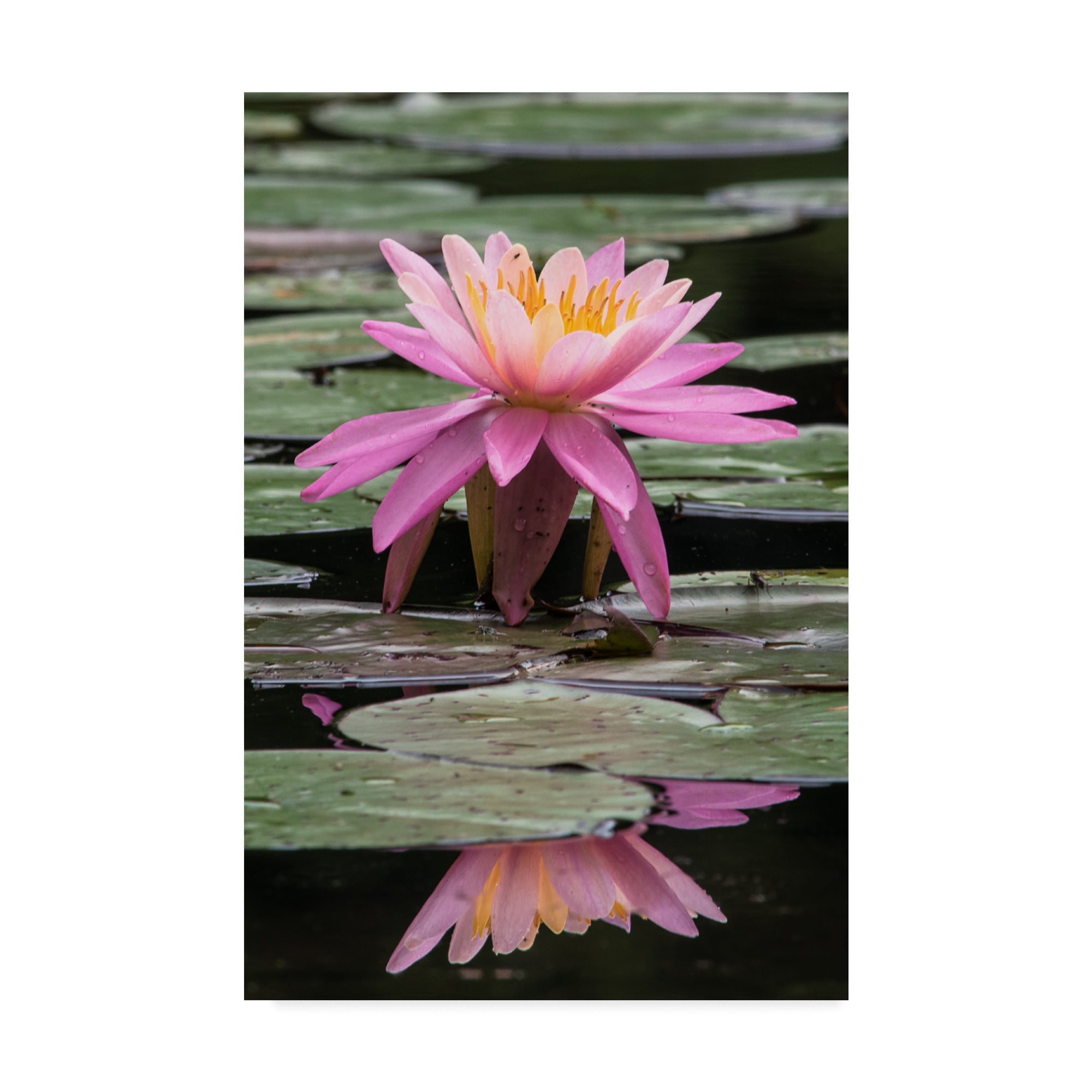 Trademark Fine Art 'Pink Water Lily Centered' Canvas Art by Brenda Petrella Photography Llc