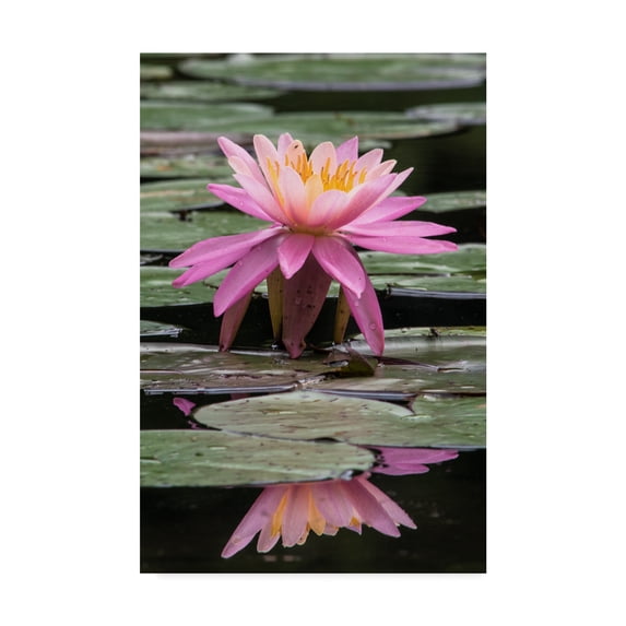 Trademark Fine Art 'Pink Water Lily Centered' Canvas Art by Brenda Petrella Photography Llc