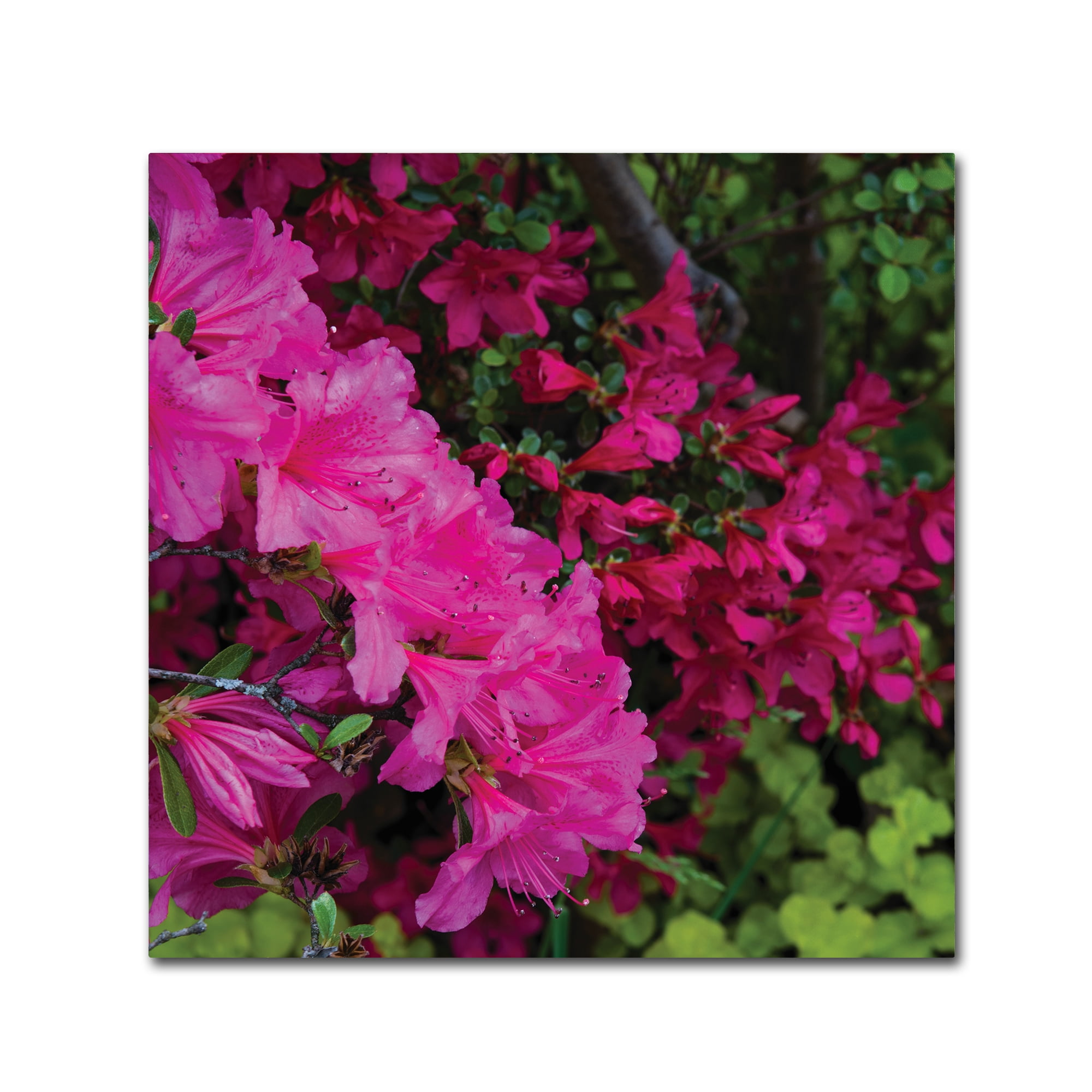 Trademark Fine Art 'Pink and Red Azalea Flowers' Canvas Art by Kurt Shaffer