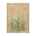 thumbnail image 1 of Trademark Fine Art 'Pink and White Tulips' Canvas Art by Debra Lake, 1 of 3