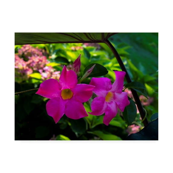 Trademark Fine Art 'Pinks and greens of Spring' Canvas Art by Kurt Shaffer Photographs
