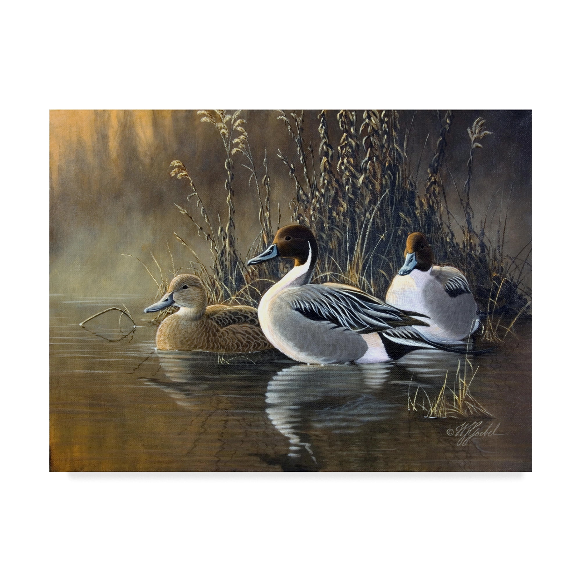 Trademark Fine Art 'Pintail Trios' Canvas Art by Wilhelm Goebel