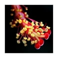 thumbnail image 1 of Trademark Fine Art 'Pistils' Canvas Art by Dana Brett Munich, 1 of 3