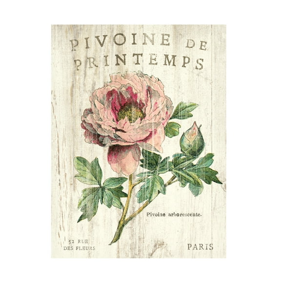 Trademark Fine Art 'Pivoine de Printemps' Canvas Art by Sue Schlabach