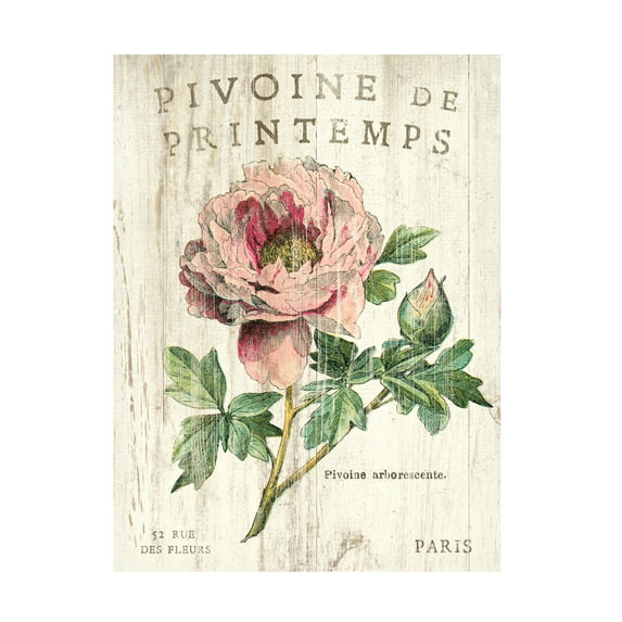 Trademark Fine Art 'Pivoine de Printemps' Canvas Art by Sue Schlabach