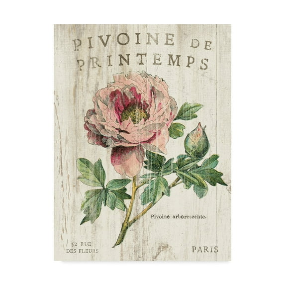 Trademark Fine Art 'Pivoine de Printemps' Canvas Art by Sue Schlabach