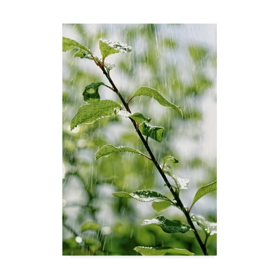 Trademark Fine Art 'Plants In Rain' Canvas Art by Incredi