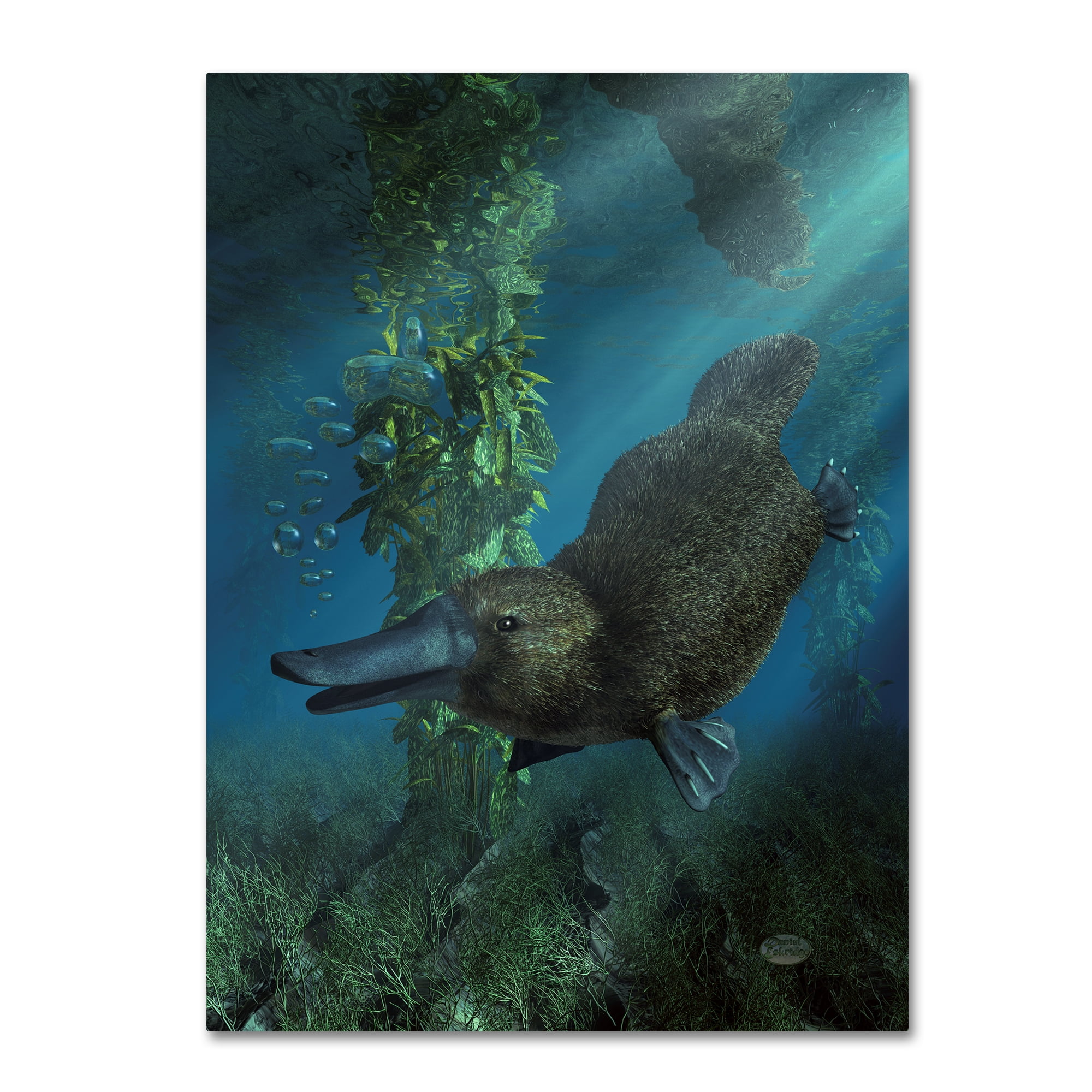 Platypus Underwater 24 x 32 Gallery-Wrapped Canvas Art