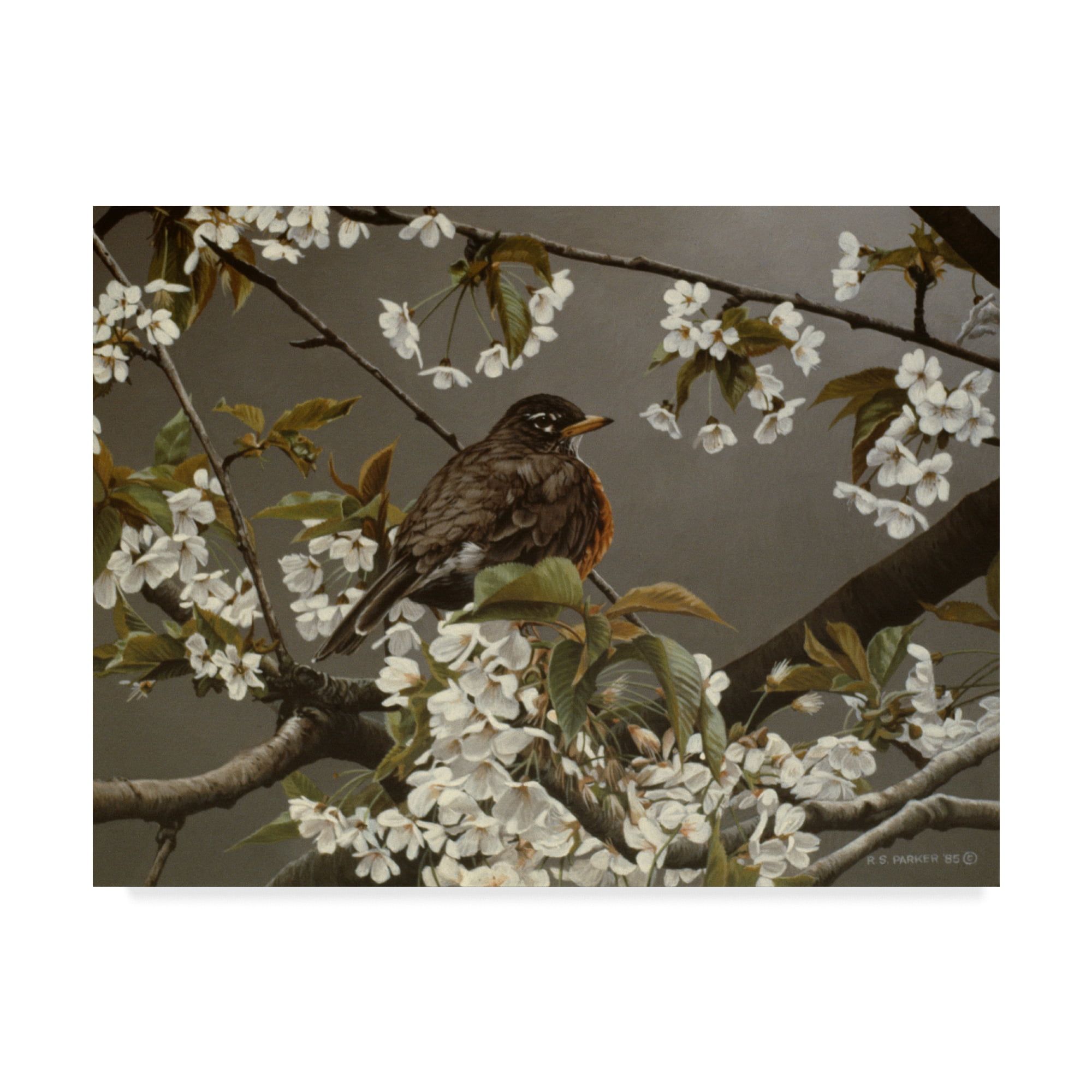 Trademark Fine Art 'Plumb Robin' Canvas Art by Ron Parker