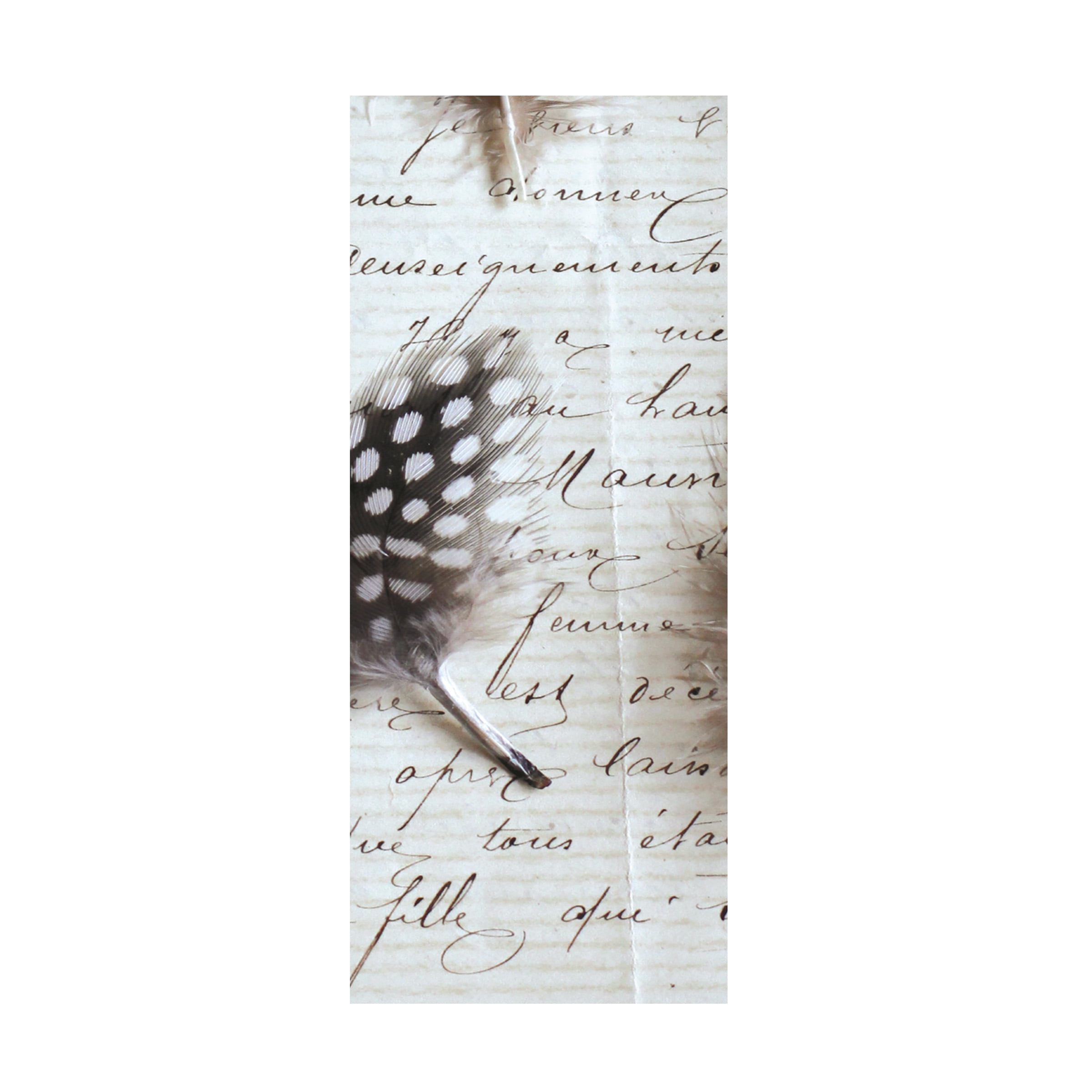 Trademark Fine Art 'Plume Feathers V Crop I' Canvas Art by Sue Schlabach