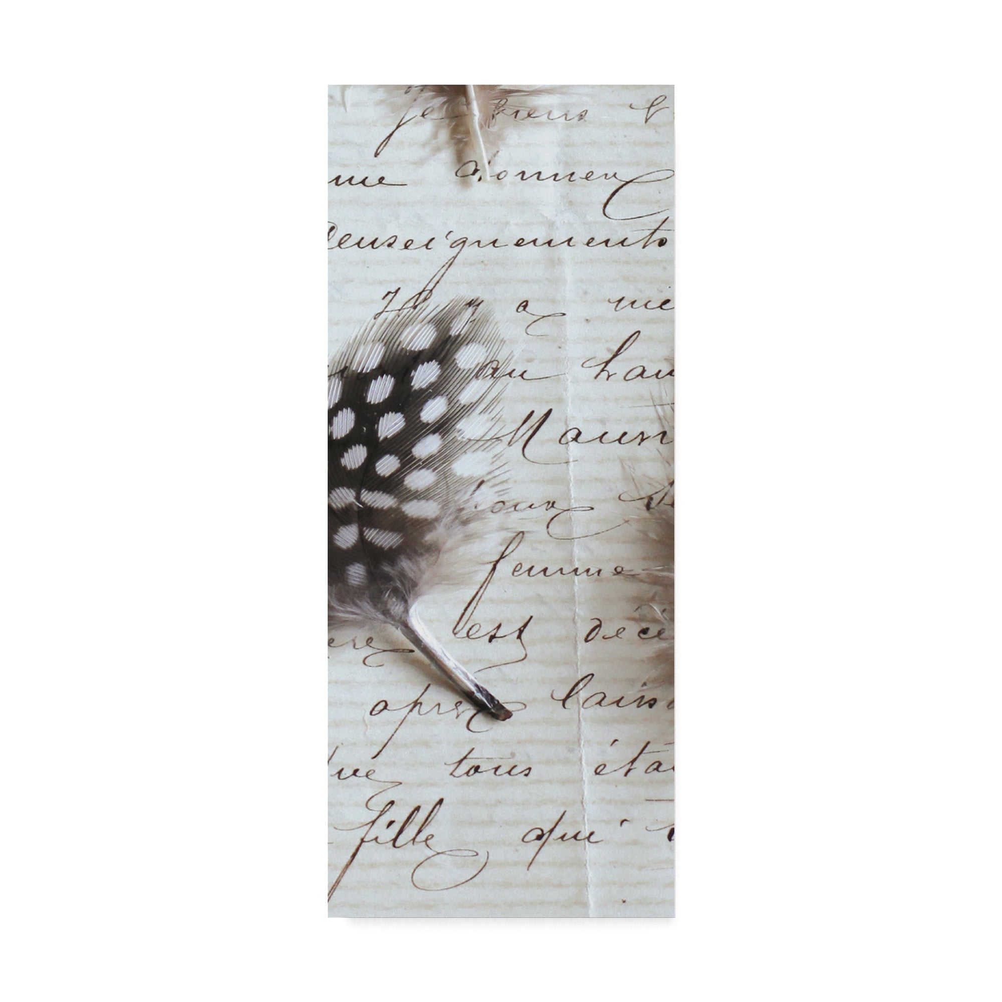 Trademark Fine Art 'Plume Feathers V Crop I' Canvas Art by Sue Schlabach