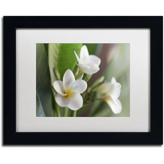 Trademark Fine Art 'Plumeria Bloom' Canvas Art by Pierre Leclerc, White Matte, Black Frame