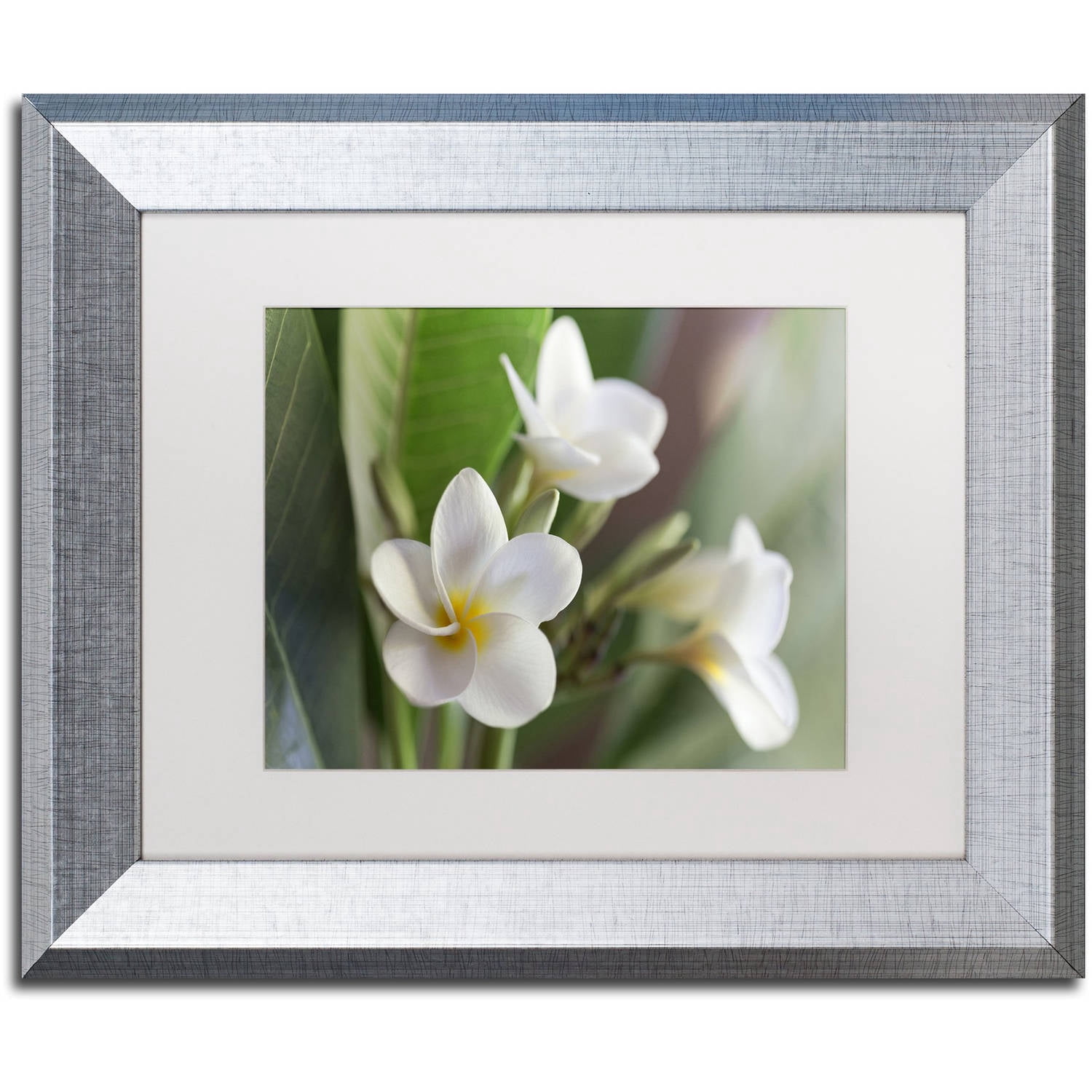 Trademark Fine Art 'Plumeria Bloom' Canvas Art by Pierre Leclerc, White Matte, Silver Frame