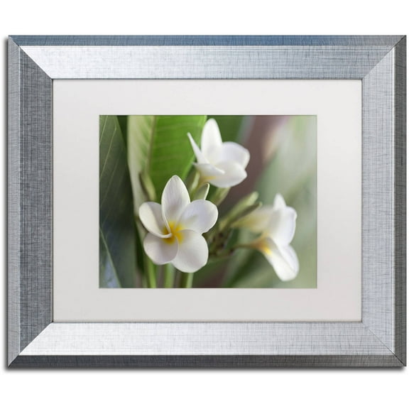 Trademark Fine Art 'Plumeria Bloom' Canvas Art by Pierre Leclerc, White Matte, Silver Frame