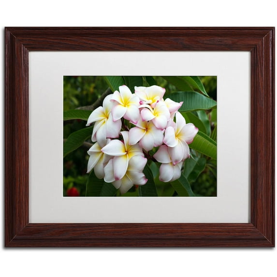 Trademark Fine Art 'Plumeria' Canvas Art by Pierre Leclerc, White Matte, Wood Frame
