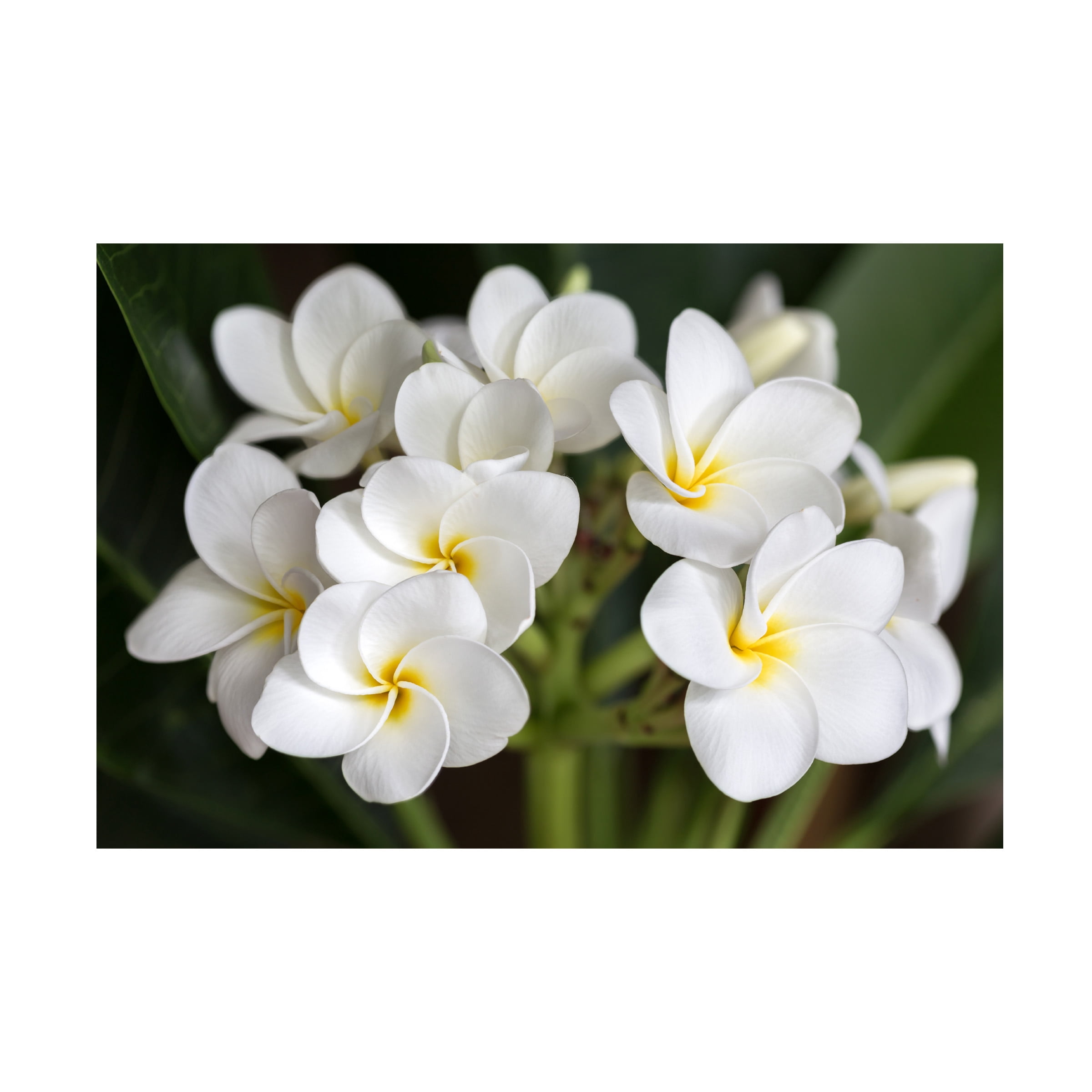 Trademark Fine Art Pierre Leclerc Plumeria Flowers Canvas Wall Art - 30x47