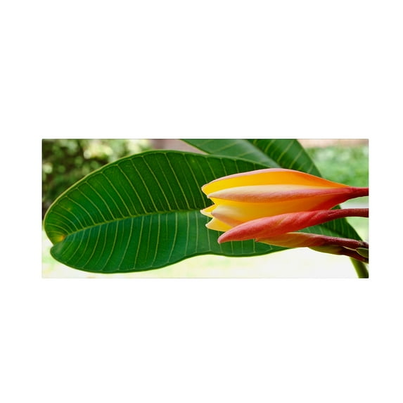 Trademark Fine Art "Plumeria Opening" Canvas Art by Kurt Shaffer