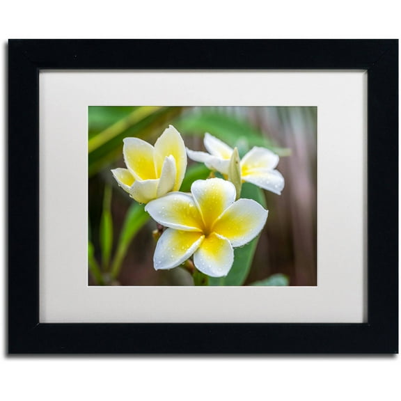 Trademark Fine Art 'Plumeria in the Rain' Canvas Art by Pierre Leclerc, White Matte, Black Frame